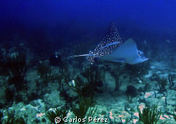 Eagle Spotted Ray @ Pozas Guanica,PR by Carlos Pérez 
